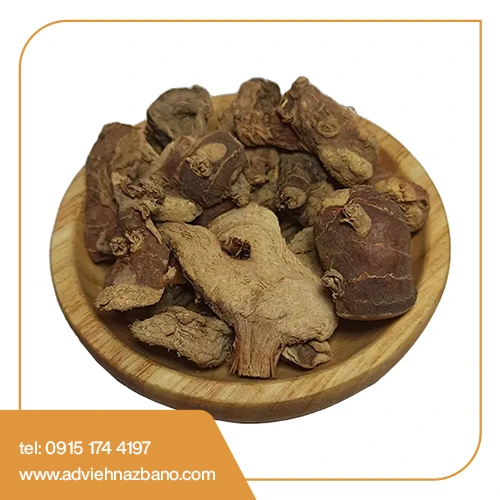 ریشه جوز هندی