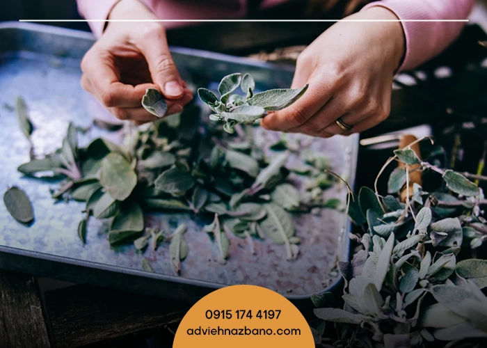 مدت زمان ماندگاری گیاهان دارویی خشک شده