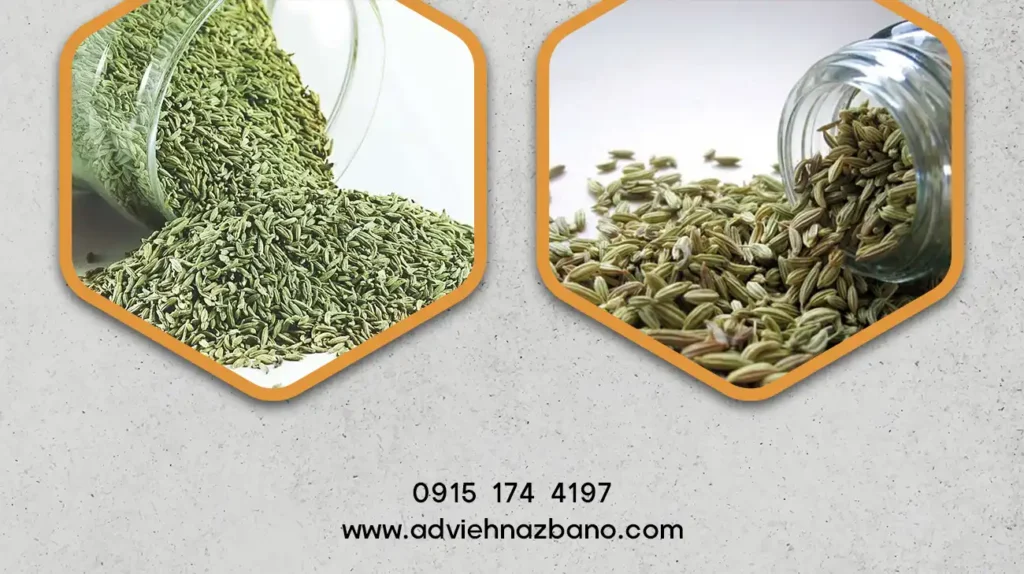 کاربردهای زیره سبز در آشپزی و طب سنتی